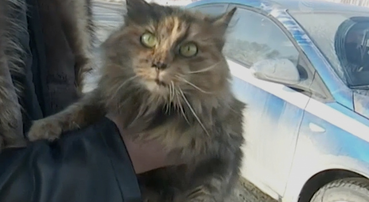 Кошка-путешественница из Чебоксар двое суток проехала под капотом грузовика