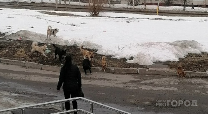 В Чувашии бродячие собаки покусали двоих детей и взрослых В Чувашии бродячие собаки покусали двоих детей и взрослых