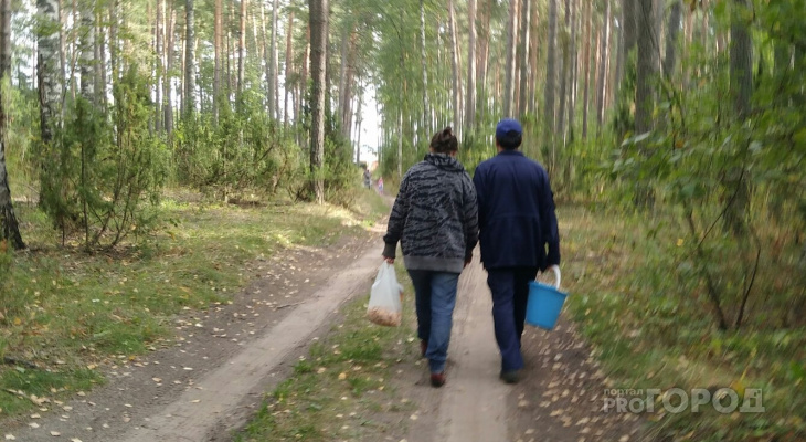 В шумерлинских лесах полночи искали грибников В шумерлинских лесах полночи искали грибников