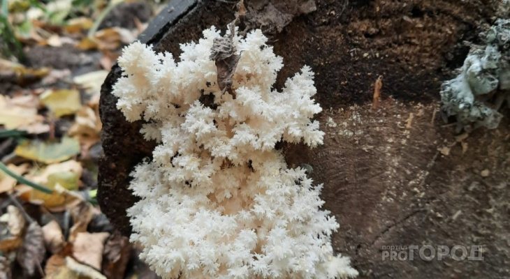 В Чебоксарах обнаружили гриб, похожий на коралл: специалисты прокомментировали находку