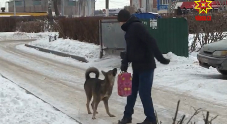 Жители дома в Юго-Западном живут в страхе из-за собаки: у животного есть хозяйка, в приют забрать нельзя Жители дома в Юго-Западном живут в страхе из-за собаки: у животного есть хозяйка, в приют забрать нельзя