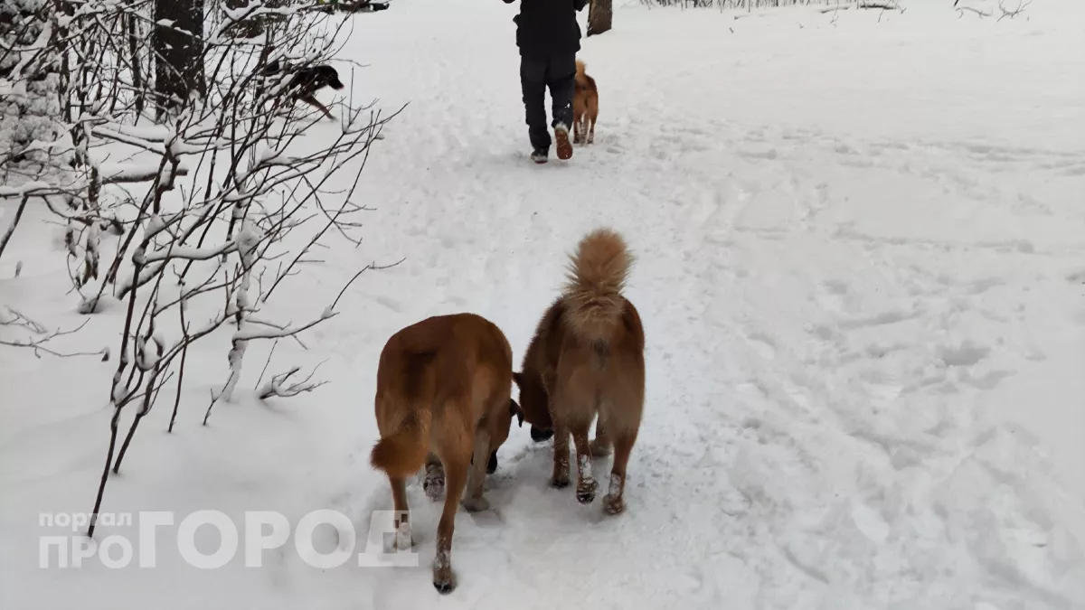 Бездомные собаки атаковали косуль в двух районах Чувашии