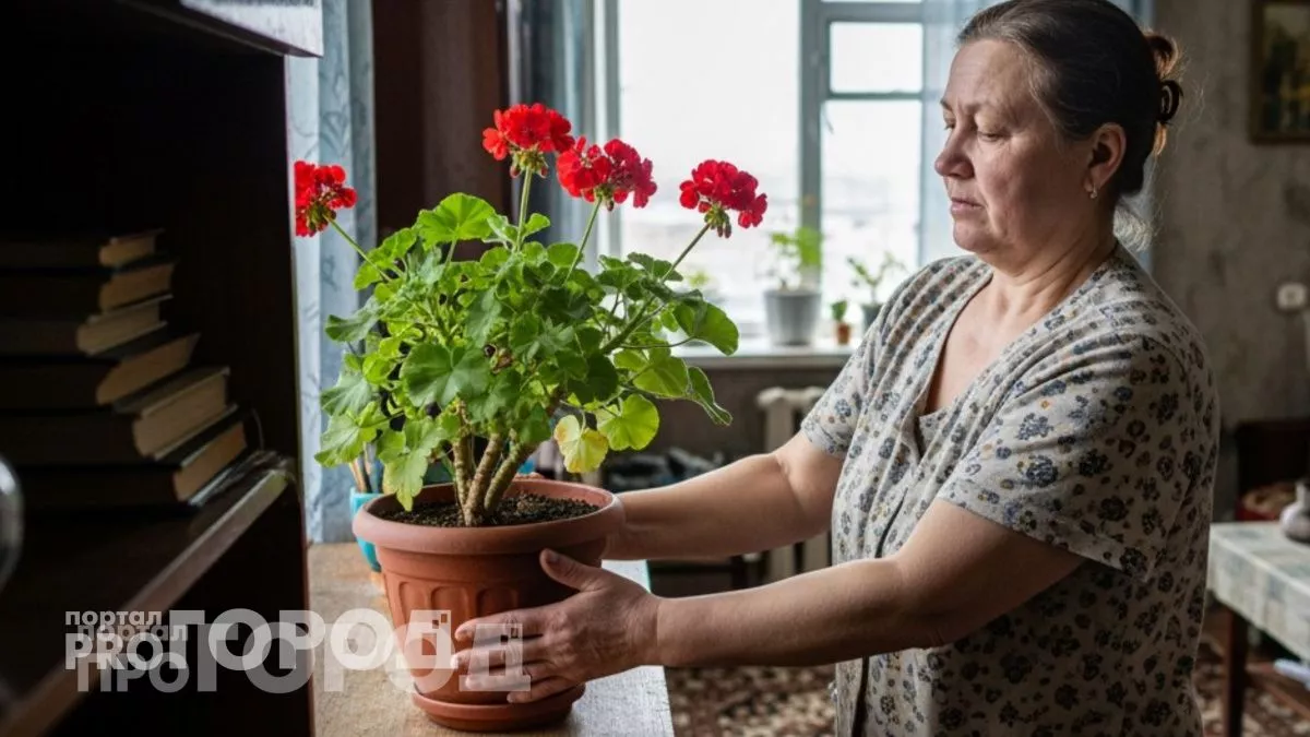 Самый популярный домашний цветок приносит в дом несчастье и раздоры: куда нельзя ставить герань 