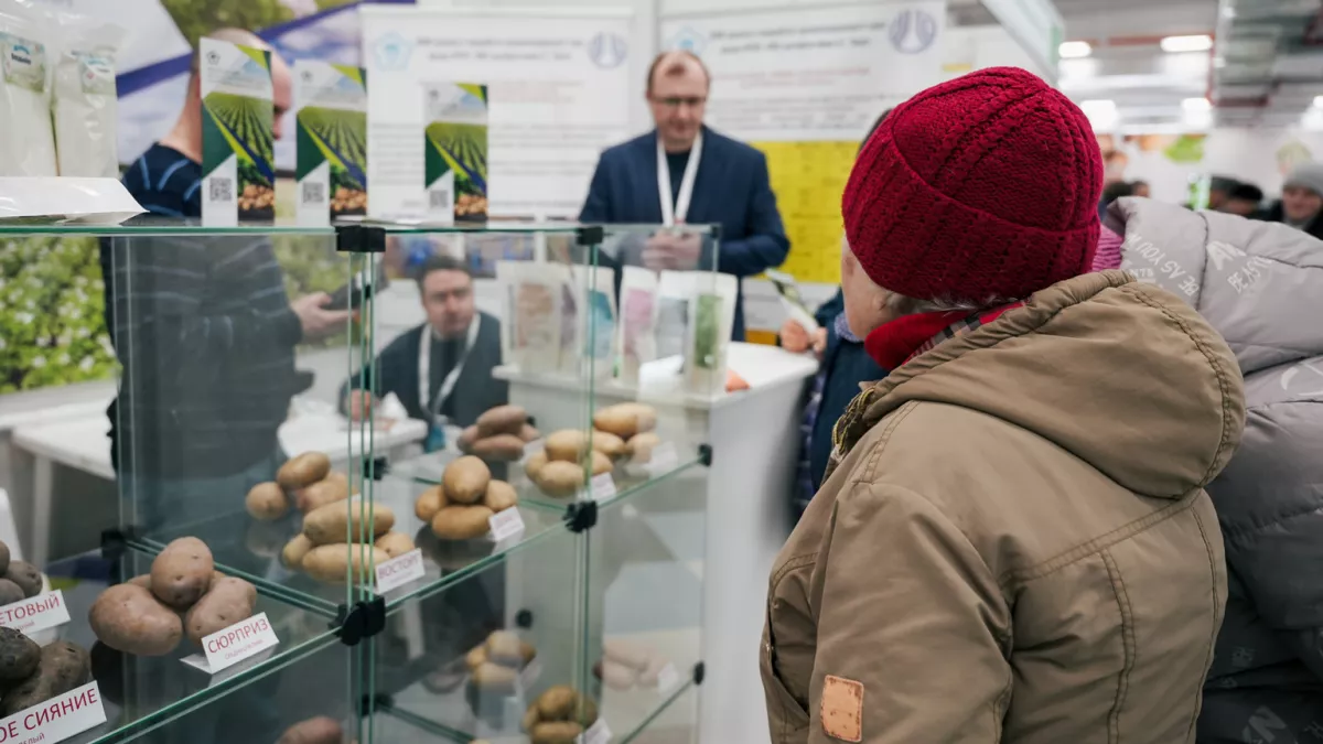 В Чебоксарах за два дня раскупили 56 тонн семенного картофеля