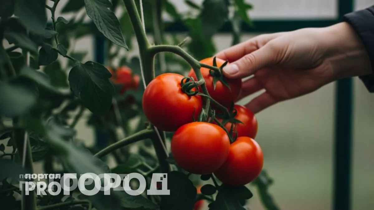 Сею томаты дедовским способом: всходы дружные, ствол толстый, корни сильные