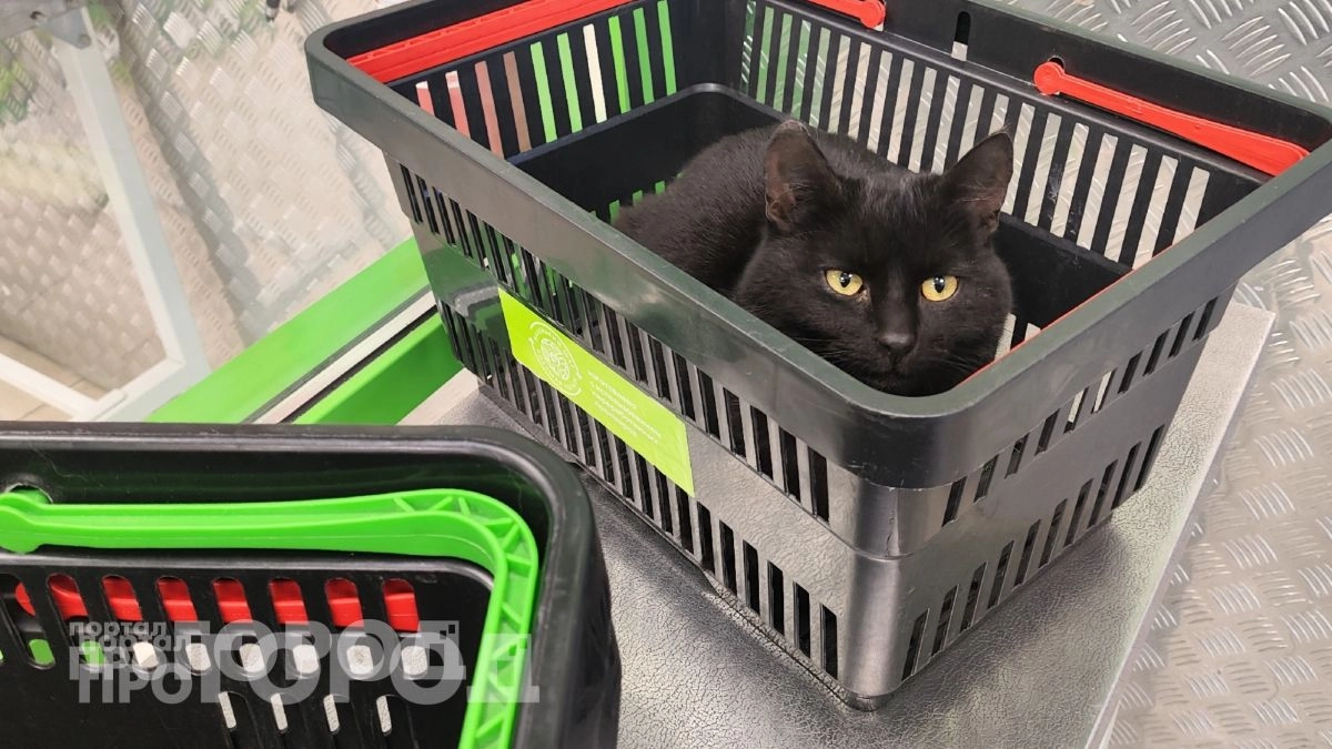 Подруга-продавец из "Пятерочки" научила обходить четыре ловушки для покупателей: теперь экономлю деньги и время