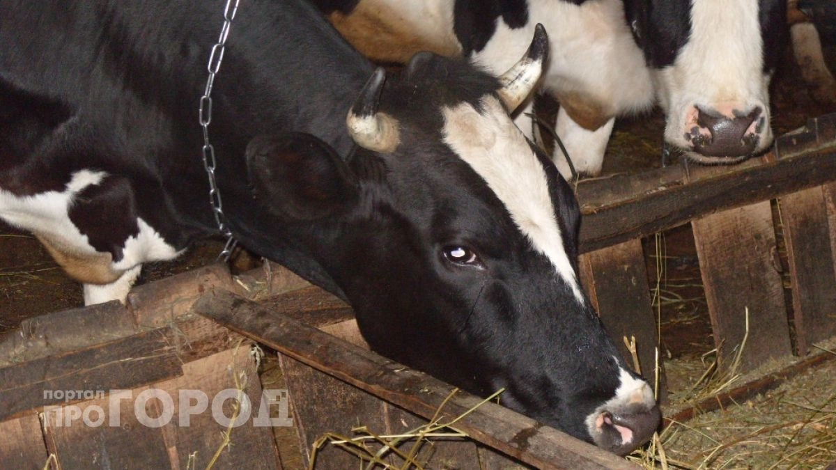 Над районами Чувашии летают беспилотники ветеринарного контроля