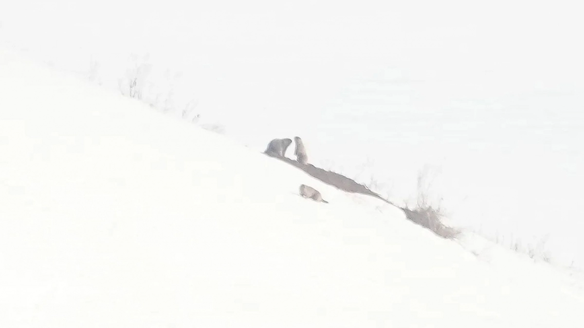 В Чувашии из спячки вышла одна из самых северных в России колоний сурков-байбаков