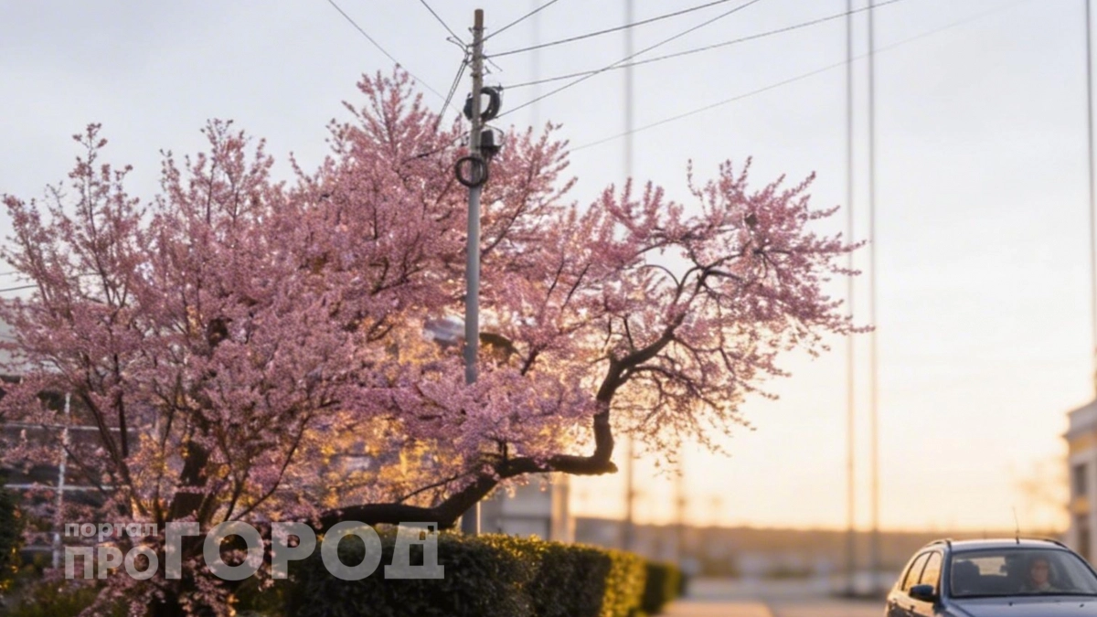 Не хуже цветения японской сакуры: в какой город России отправиться на отдых и за красивыми фотографиями