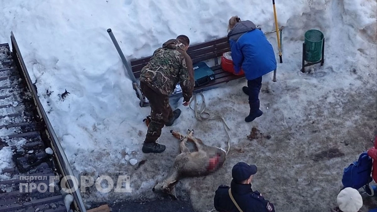 Раненую косулю, которая больше суток бегала по Новочебоксарску, ветеринары поймали в подъезде жилого дома: "Поранилась об забор"