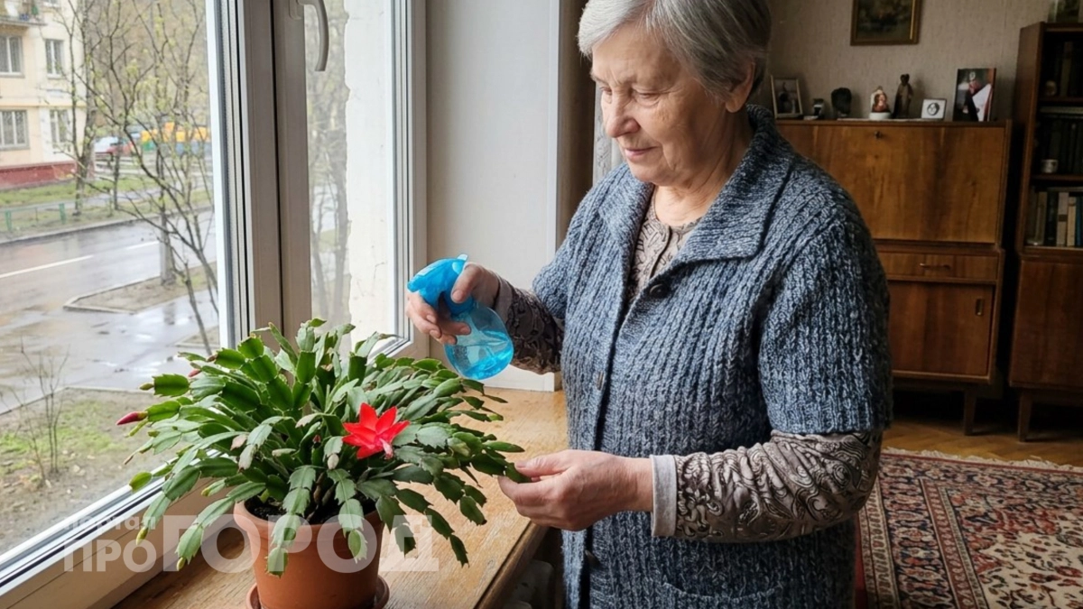 Заставляю цвести даже самый капризный декабрист: проверенный способ