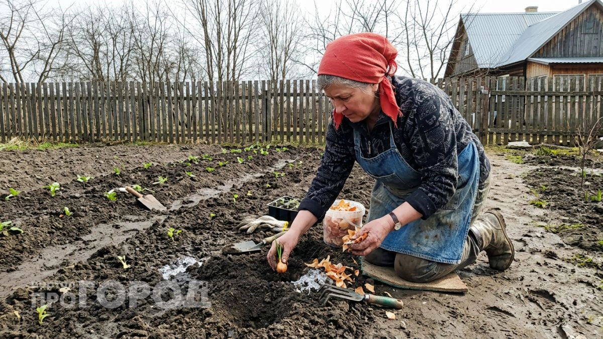 Посадила между рядами картошки одно растение — и за всё лето ни одного колорадского жука на кустах