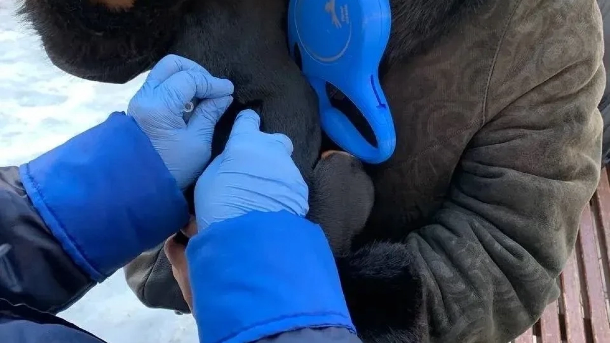 В Чебоксарах бесплатно прививают собак и кошек от бешенства