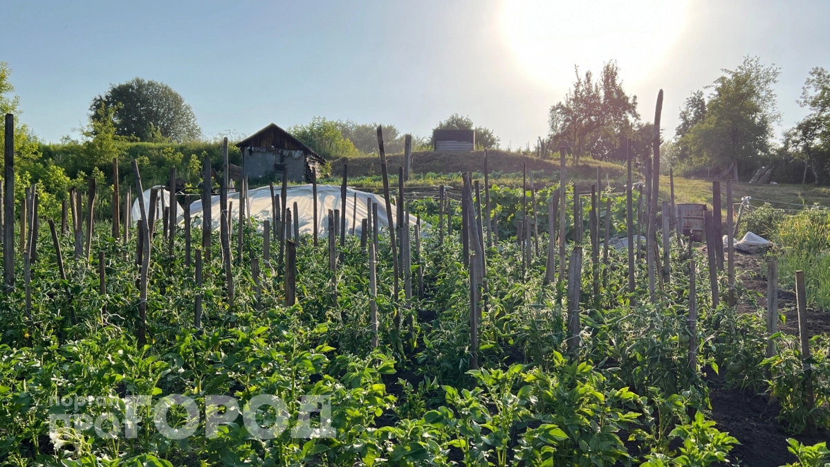 Сажаю эти овощи и фрукты вместе и получаю в два раза больше урожая: какие культуры "дружат"