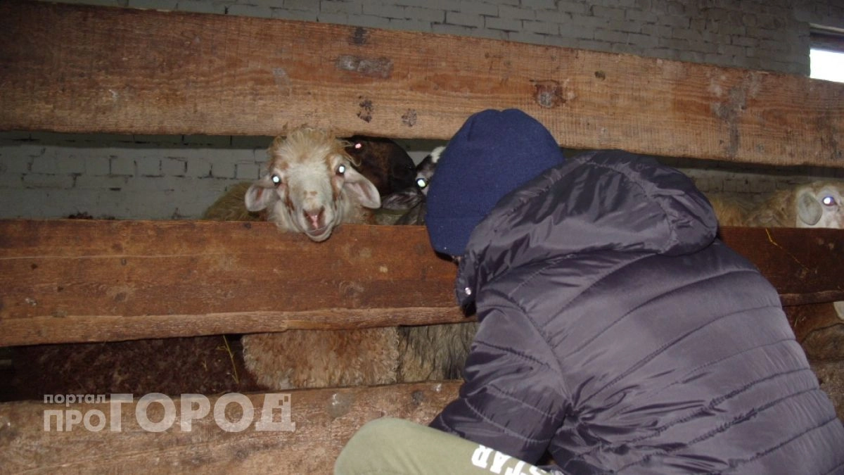 Предпринимателя из Чувашии обязали убивать животных более гуманно