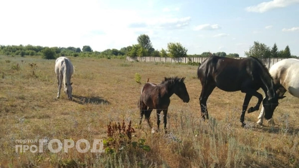 Начальник лесничества в Чувашии продал казенных лошадей и скрытую выручку положил в карман