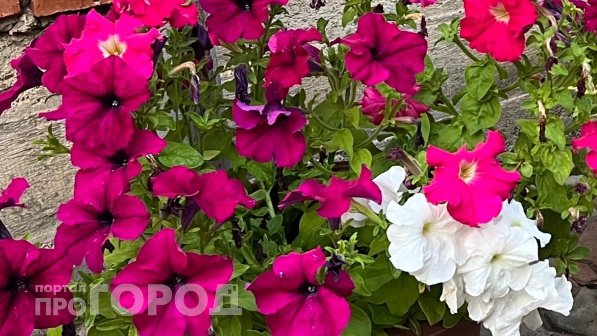 Два шага – и петуния разрастется буйным цветом на участке: что делаю в апреле, чтобы наслаждаться пышными шапками все лето