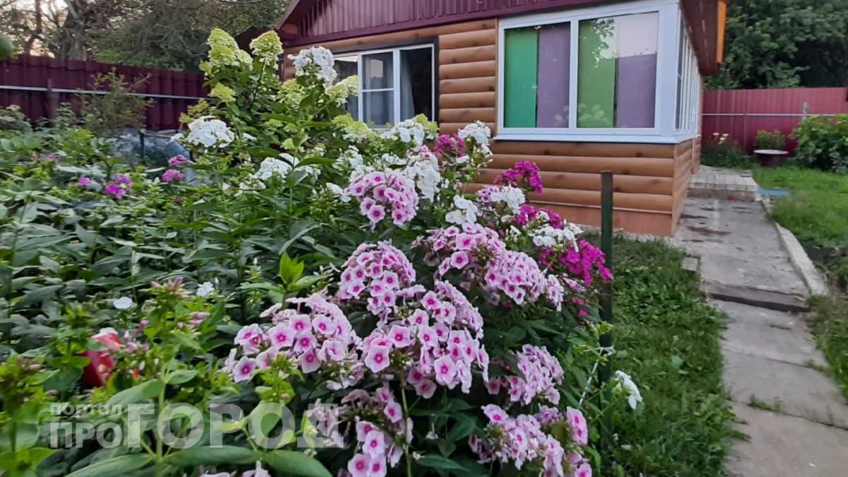 Петунию больше не жалую: сажаю эти 3 шикарных многолетника – требуют минимум ухода, а растут пышными шапками