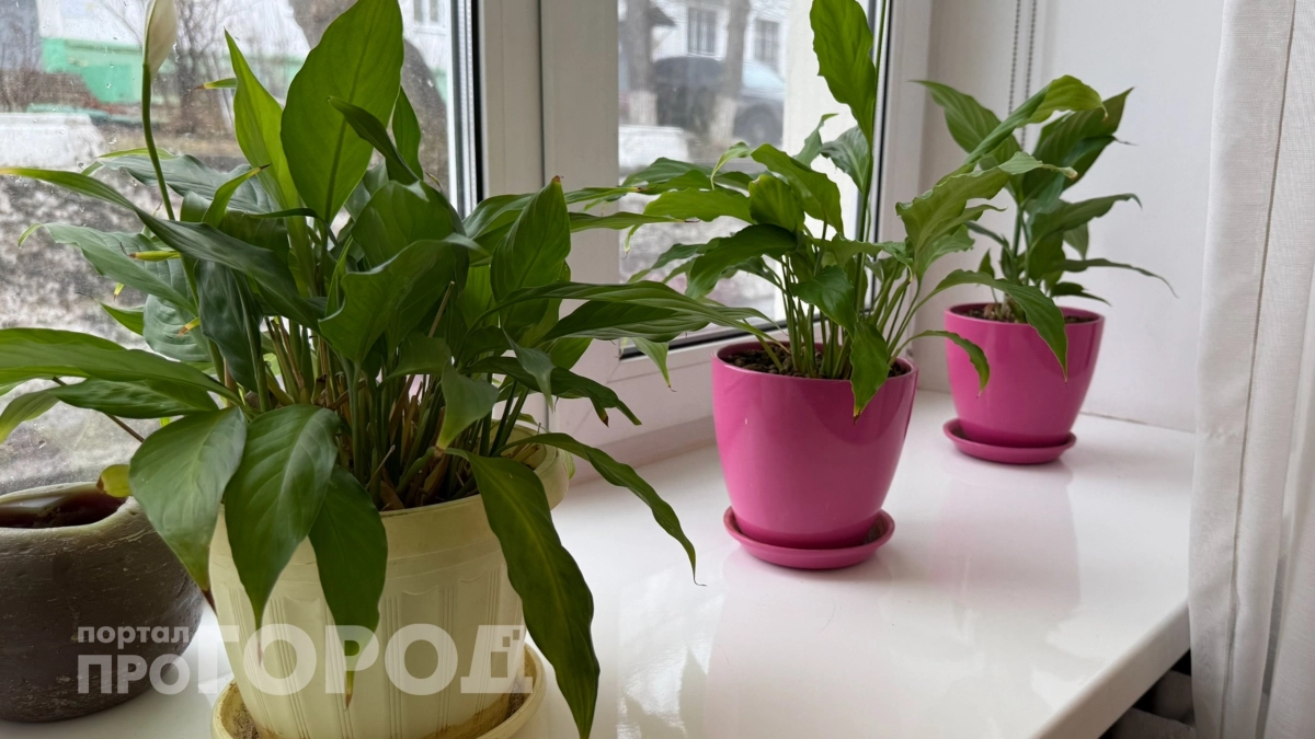 Купила самое живучее комнатное растение и всем советую: выживает даже тогда, когда все остальные гибнут