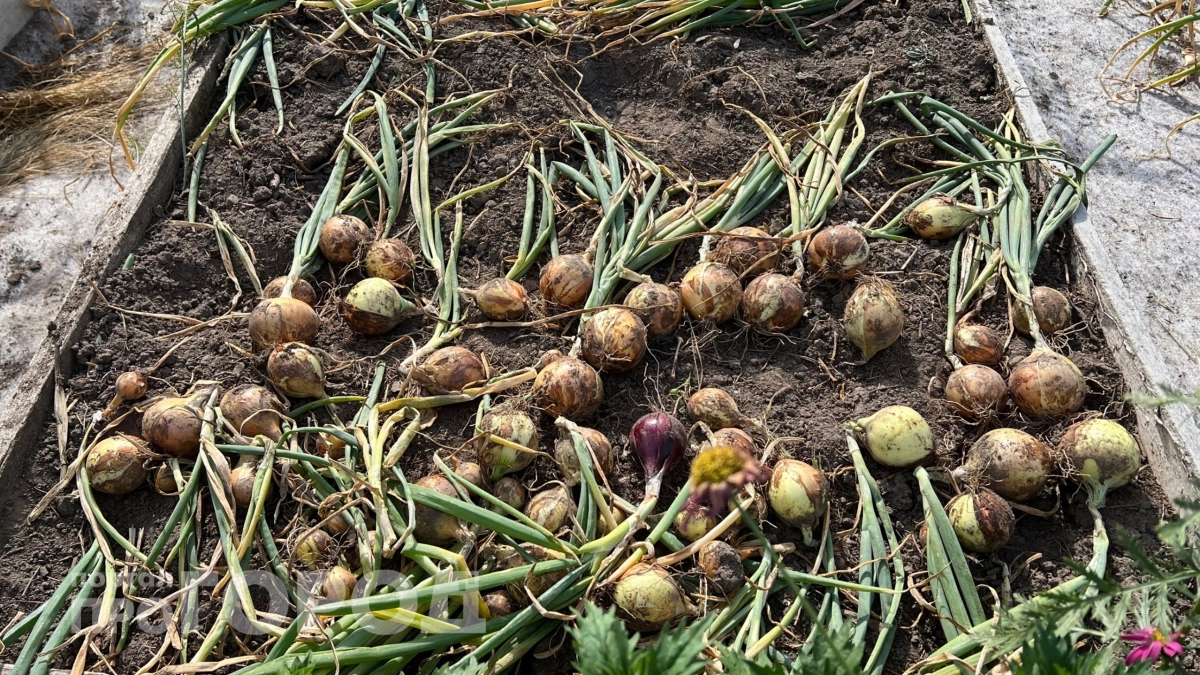 У соседей еще снег, а у меня – целая теплица урожая: что сажаю под зиму, чтобы радоваться уже в апреле