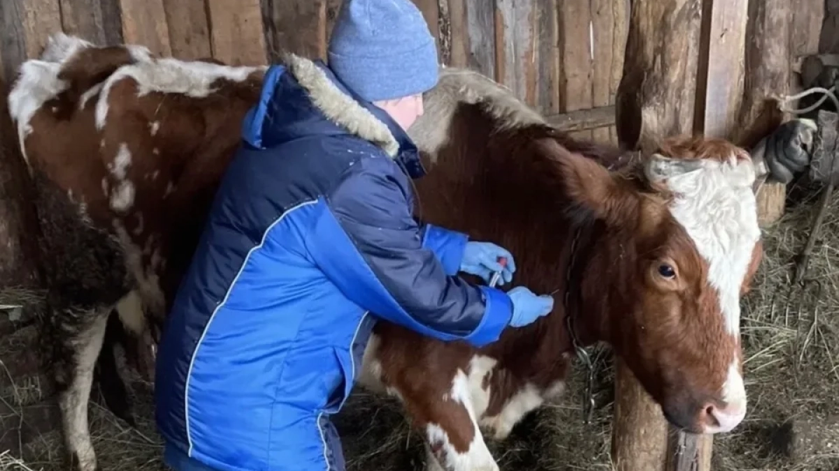В Чебоксарах провели вакцинацию животных от сибирской язвы
