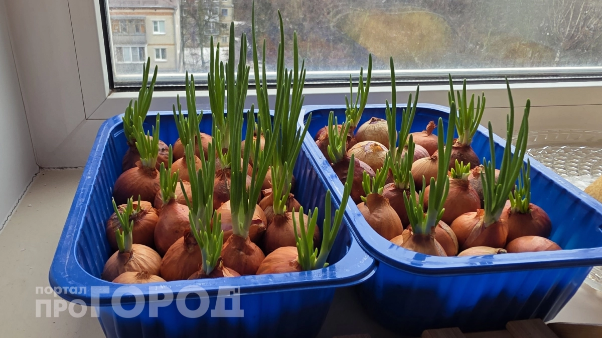Прет как на дрожжах прямо на подоконнике: без сложных манипуляций ускоряю прорастание лука на перо