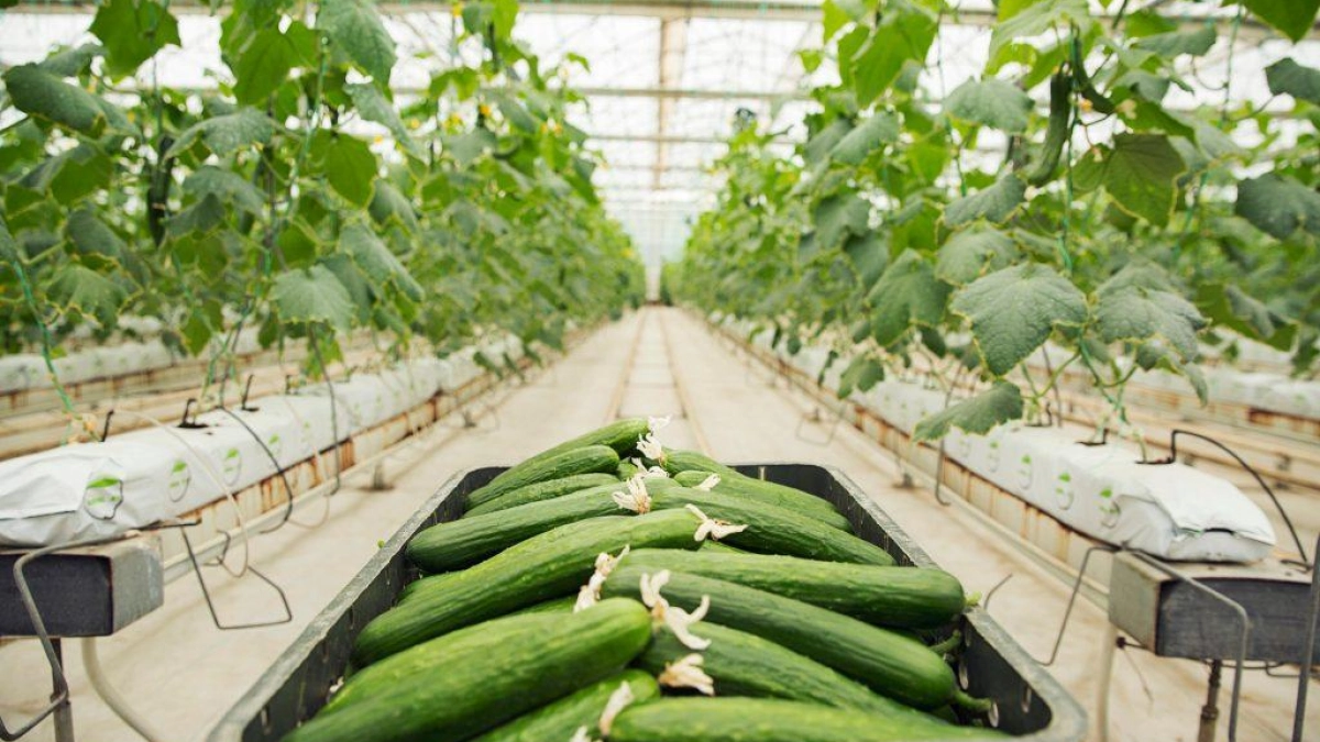 Тепличный комплекс Чувашии собрал почти 6 тыс. тонн овощей за квартал