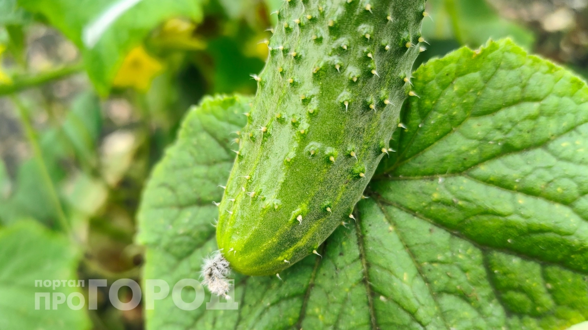 Когда сажать огурцы в апреле, чтоб плодоносили как бешеные: проверенные даты