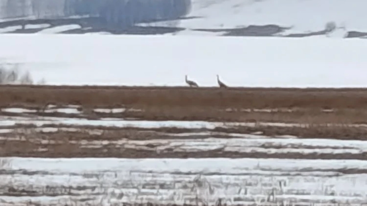 В Чувашию после зимовки возвращаются редкие для республики журавли