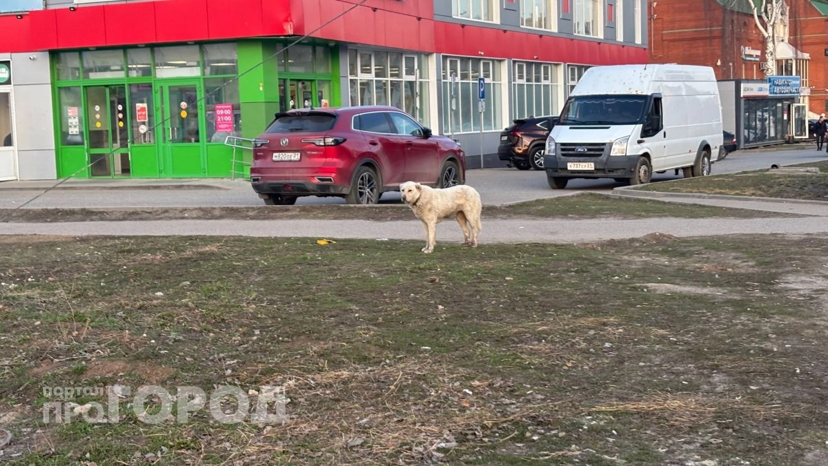 За три месяца жители Чувашии 187 раз обращались за помощью от бездомных животных