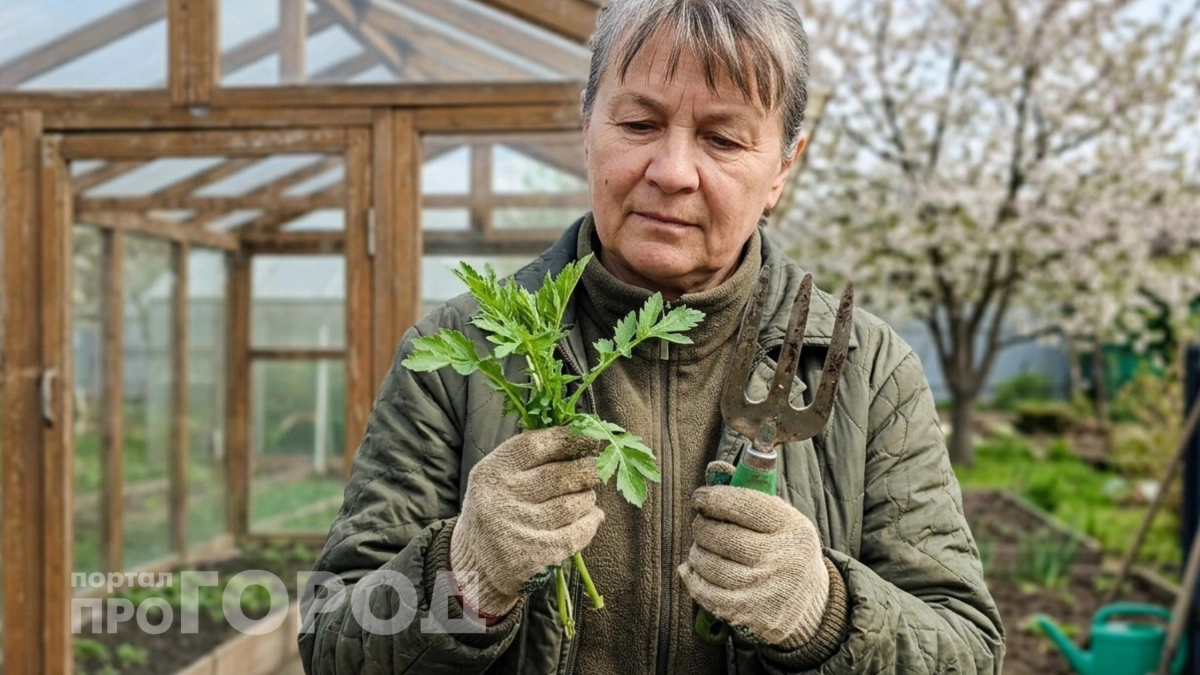 Убираю паутинных клещей одним растением: один сорняк, и огород защищен навсегда