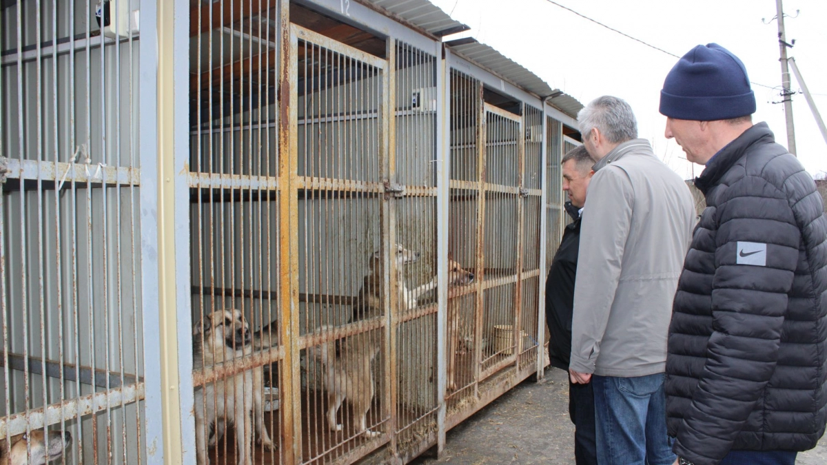 На 27 чебоксарских собак потратят полтора миллиона рублей