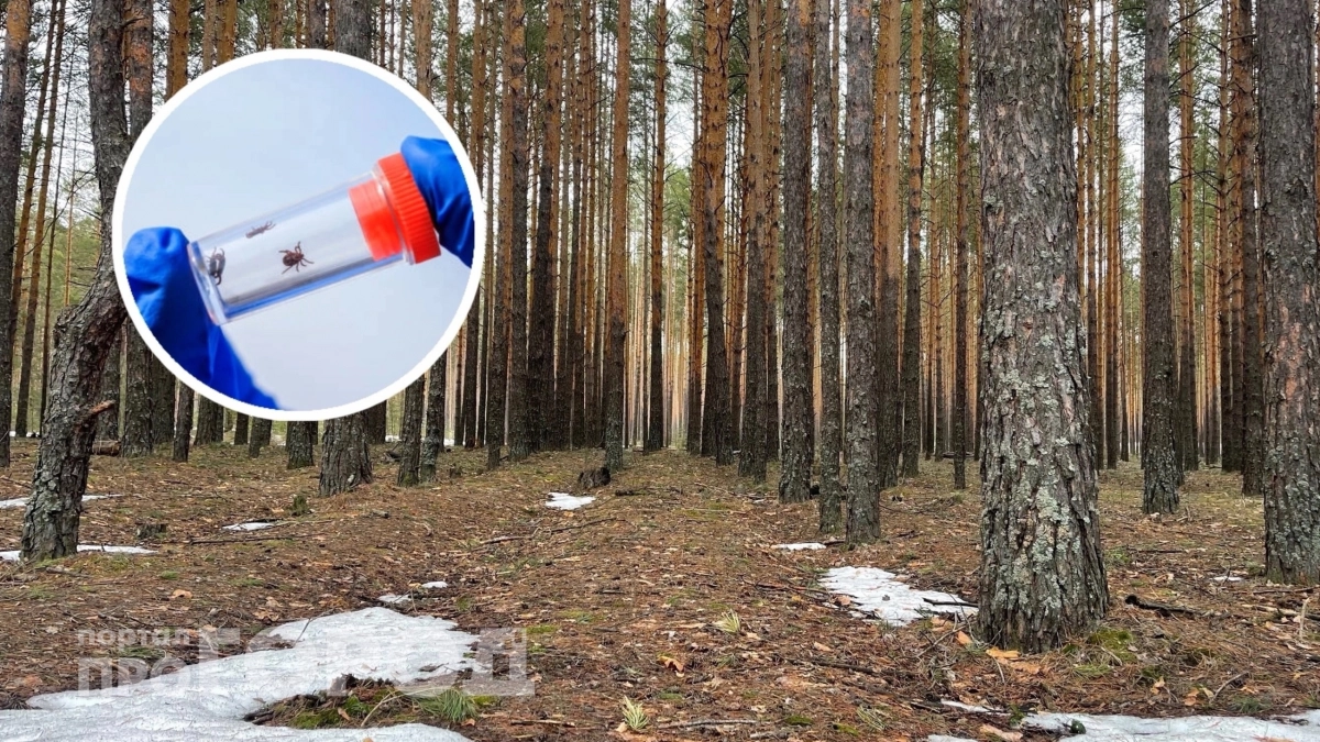 Половина чайной ложки в воду – и клещи не подойдут: простой способ защиты вместо репеллентов