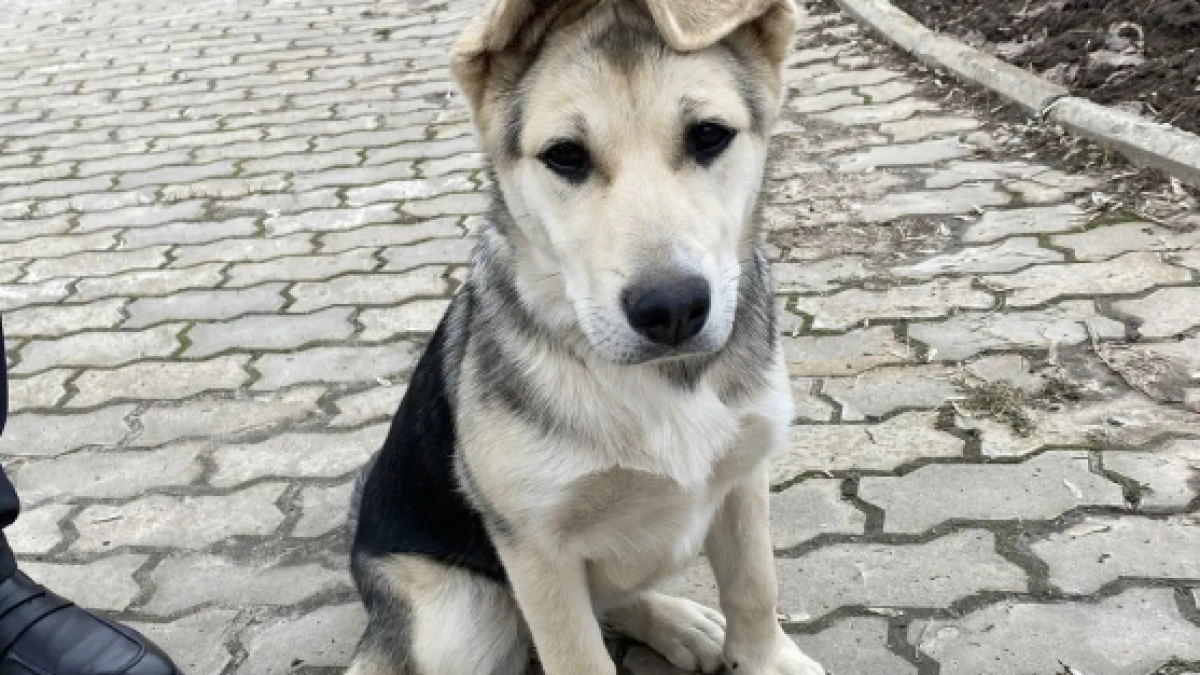 В центре Чебоксар семья полицейских спасла испуганную собаку и вернула хозяевам