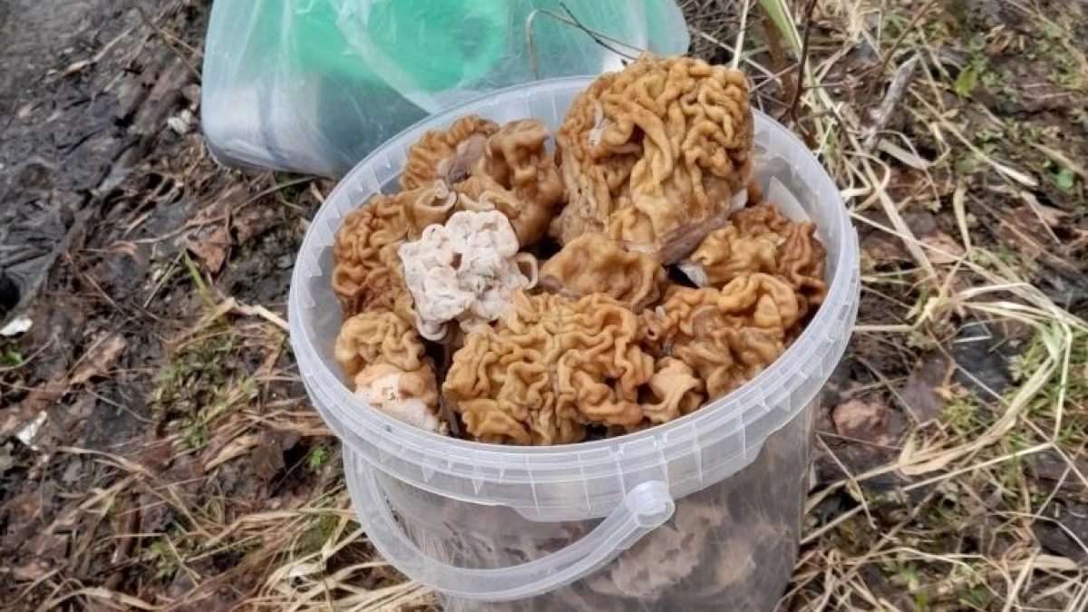 В Чувашии начался грибной сезон: в лесах появились первые строчки