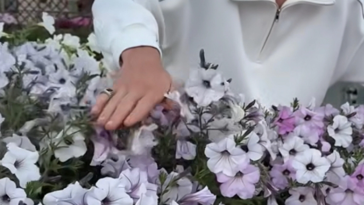 Молодой фермер из Чувашии раскрыл свой секрет роскошных петуний