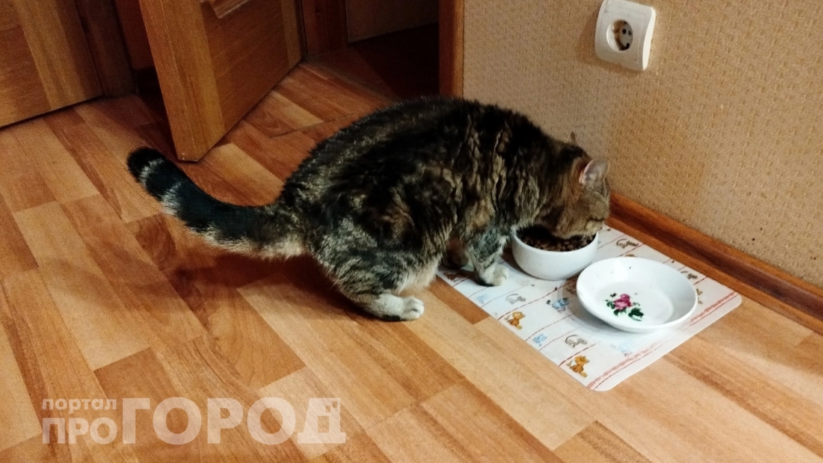 Почему кошка ходит в туалет в ванну, хотя лоток стоит рядом: 3 причины, о которых вы не задумывались