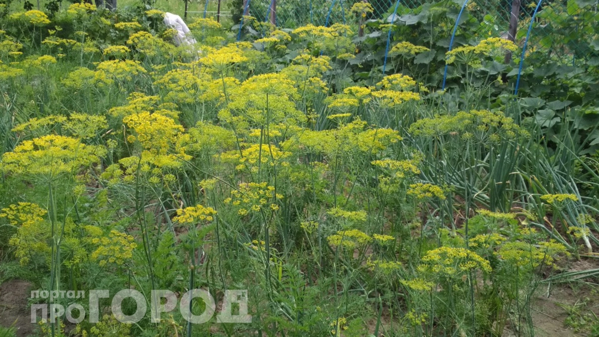 Укроп без зонтиков все лето: простой способ получить пышные пучки зелени 