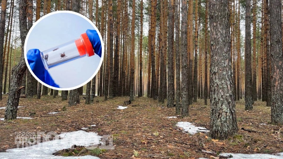 Забудьте про дорогие спреи: одна капля этого состава на одежду отпугнет клещей на весь дачный сезон