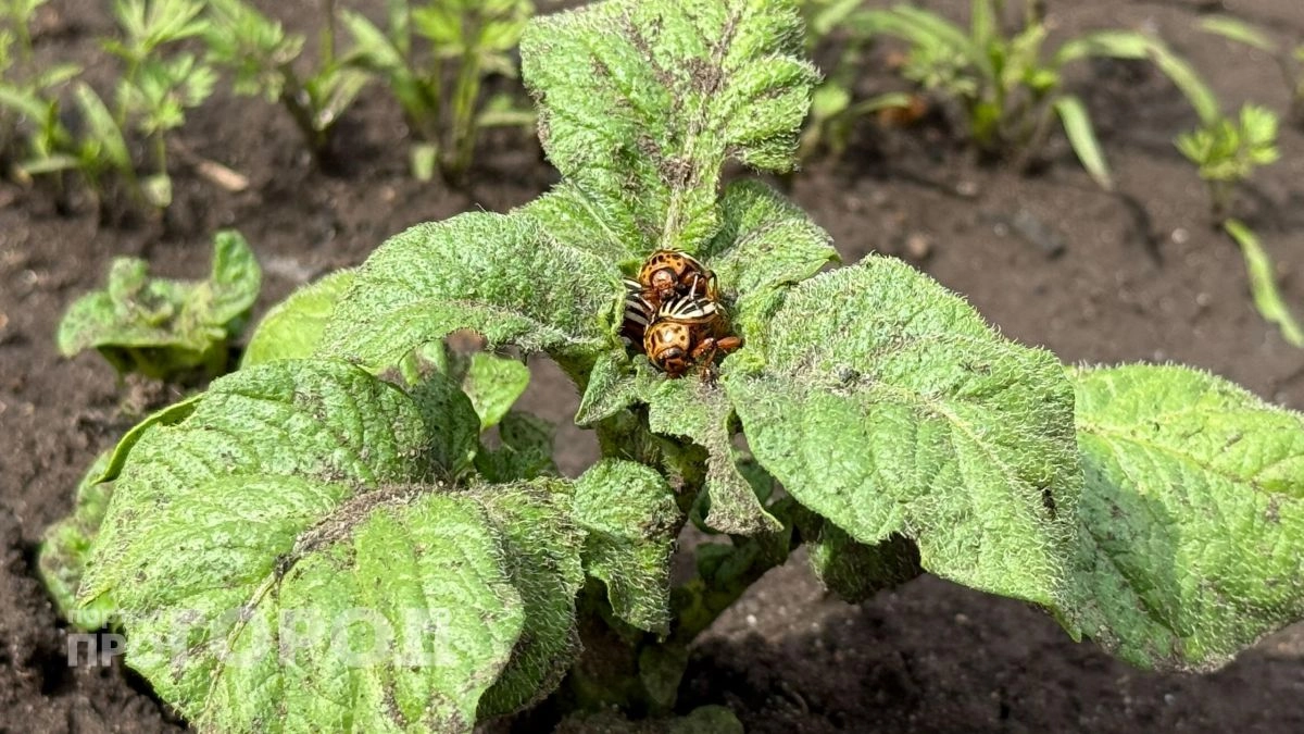 Забудьте про тяжелую химию на огороде: просто посадите этот цветок между картошкой и жук навсегда исчезнет