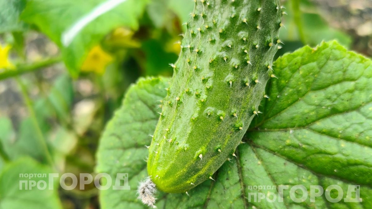 Больше не трачу силы на капризные сорта: этот гибрид кормит огурцами весь сезон и не страдает от сырости