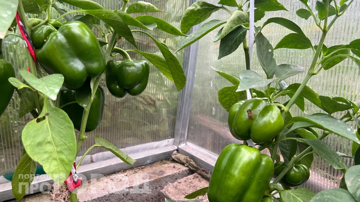 Больше не делаю грядки как бабушка: этот ленивый метод из Германии увеличит урожай перцев вдвое