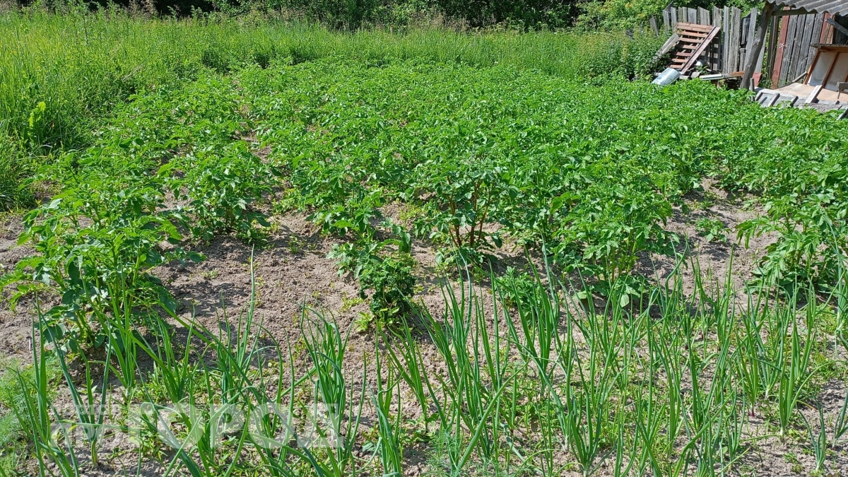 Лучший «убийца» вредителей: сделала раствор из мыла и специй, паутинный клещ сбежал