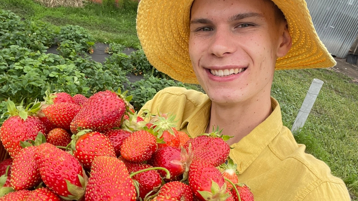 Молодой фермер из Чувашии рассказал о прикормке, которая подарит много урожая клубники, как с картинки