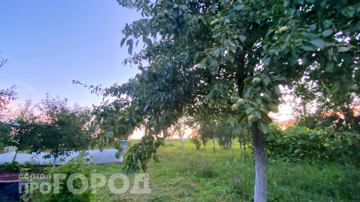 Муравьи исчезают сами: три растения под яблоней вместо бархатцев, которые реально работают