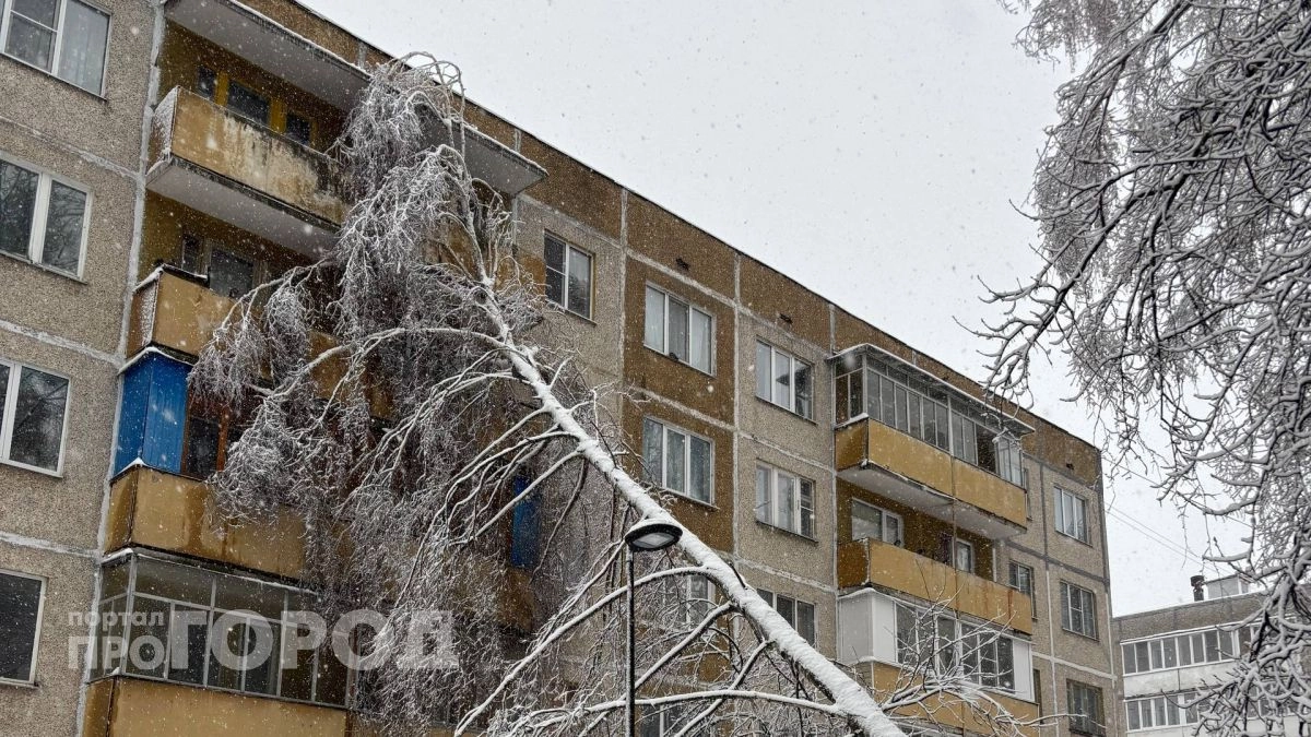 Из-за ледяного дождя в Чебоксарах массово валятся деревья: рвут провода, давят машины и падают на дома
