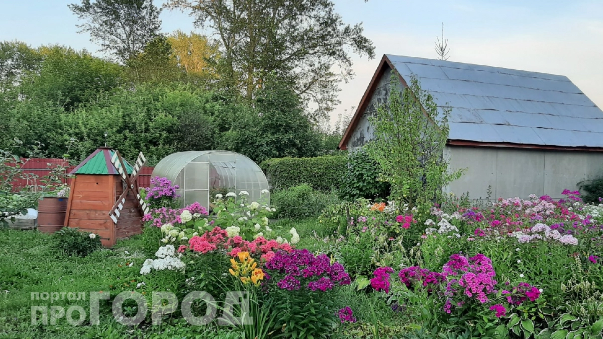 Соседи завидуют: этот цветок растет без полива все лето и пахнет на весь участок