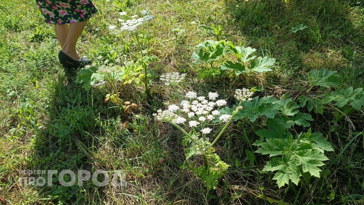 В республике предложили издать "Черную книгу флоры Чувашии"