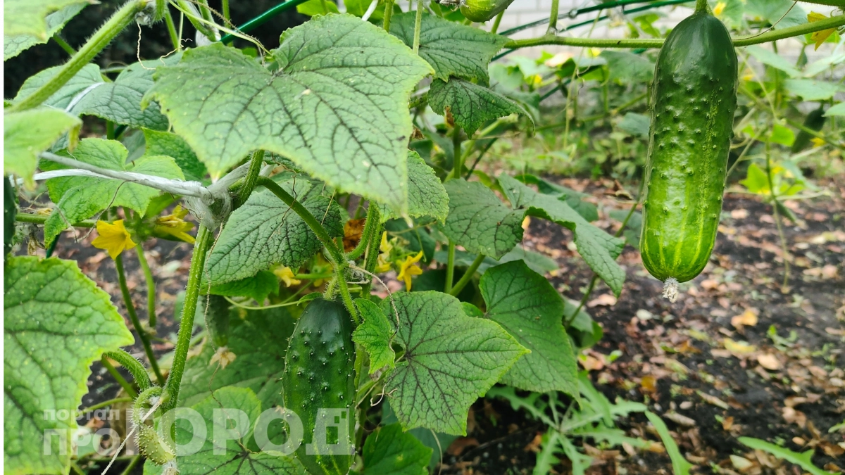 Огурцов будет столько, что не успеете собирать: старый рецепт подкормки от деда храню и передаю уже 10 лет