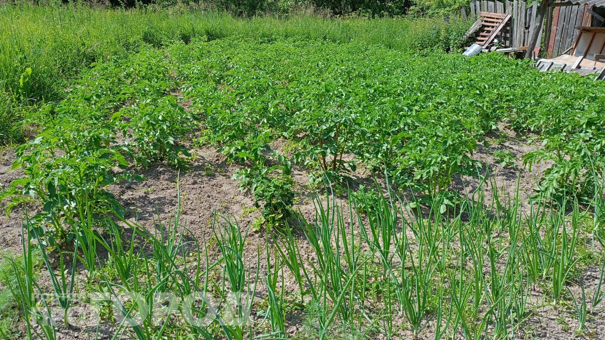 Когда поливать огород - утром или вечером: вы всегда это делали не правильно